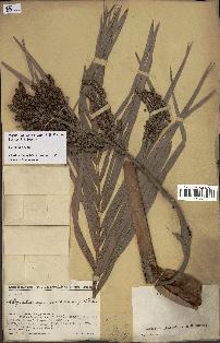 spécimen de Dypsis onilahensis