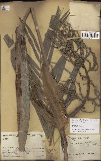 spécimen de Dypsis onilahensis