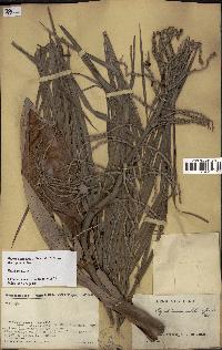 spécimen de Dypsis onilahensis