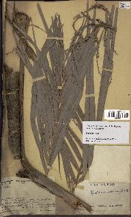 spécimen de Dypsis onilahensis