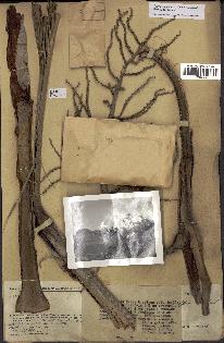 spécimen de Dypsis onilahensis