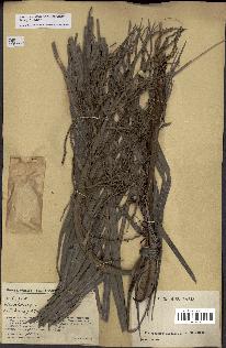 spécimen de Dypsis onilahensis