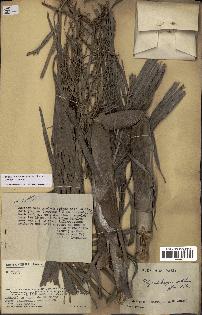 spécimen de Dypsis onilahensis