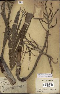 spécimen de Dypsis onilahensis