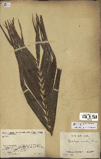 spécimen de Dypsis onilahensis