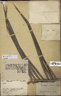spécimen de Dypsis onilahensis