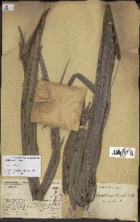 spécimen de Dypsis onilahensis