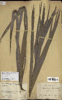spécimen de Dypsis onilahensis