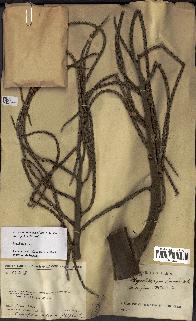 spécimen de Dypsis onilahensis