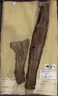 spécimen de Dypsis onilahensis