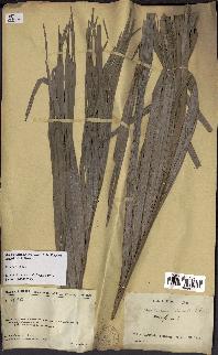 spécimen de Dypsis onilahensis