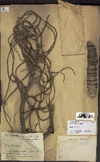 spécimen de Dypsis onilahensis