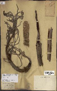 spécimen de Dypsis onilahensis