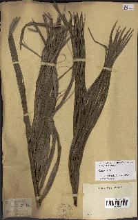 spécimen de Dypsis onilahensis