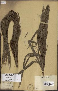 spécimen de Dypsis onilahensis