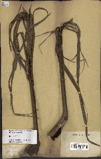 spécimen de Dypsis onilahensis