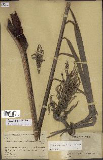 spécimen de Dypsis onilahensis