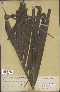 spécimen de Dypsis onilahensis