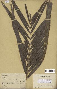 spécimen de Dypsis onilahensis