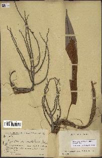 spécimen de Dypsis onilahensis