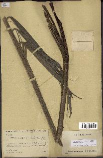 spécimen de Dypsis onilahensis