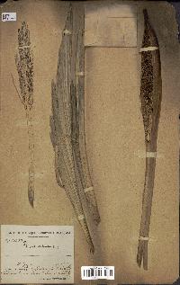 spécimen de Phoenix reclinata