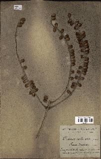 spécimen de Phoenix reclinata