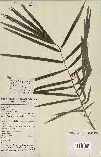 spécimen de Phoenix reclinata
