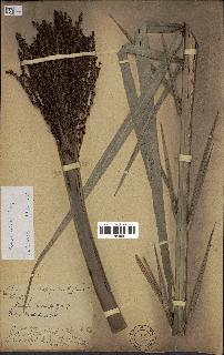 spécimen de Phoenix reclinata