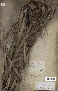 spécimen de Phoenix reclinata