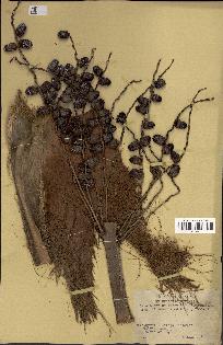 spécimen de Phoenix reclinata