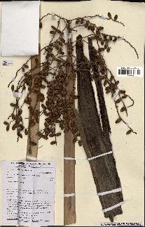 spécimen de Phoenix reclinata