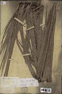 spécimen de Phoenix reclinata