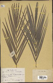 spécimen de Phoenix reclinata