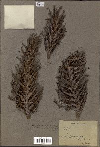 spécimen de Raphia sp.
