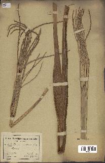 spécimen de Phoenix reclinata