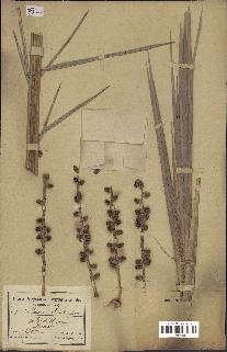 spécimen de Phoenix reclinata