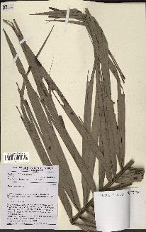 spécimen de Phoenix reclinata