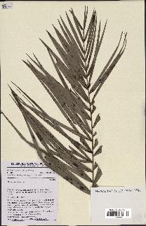 spécimen de Phoenix reclinata
