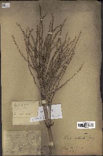 spécimen de Phoenix reclinata
