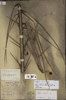 spécimen de Phoenix reclinata