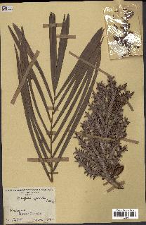 spécimen de Raphia gracilis