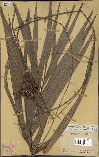 spécimen de Calamus deerratus