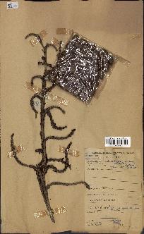 spécimen de Calamus deerratus