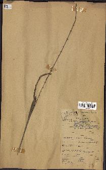 spécimen de Calamus deerratus
