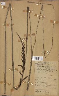 spécimen de Calamus deerratus