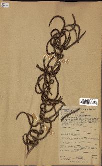 spécimen de Calamus deerratus