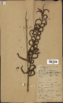 spécimen de Calamus deerratus
