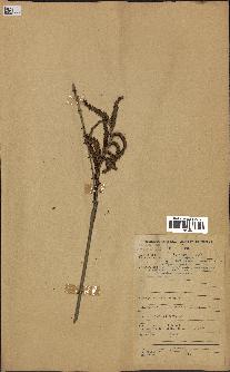 spécimen de Calamus deerratus