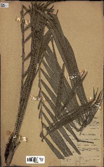 spécimen de Calamus sp.